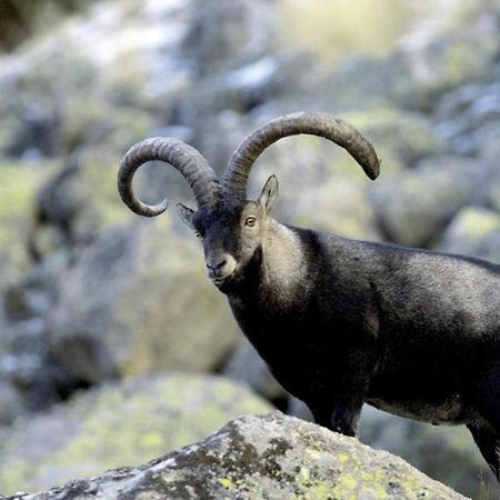 El Desvan De Gredos Наваредонда де Гредос Екстериор снимка